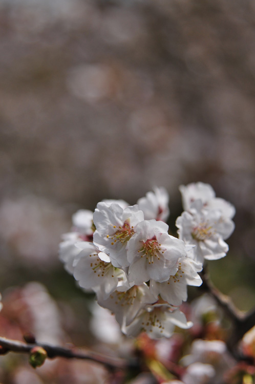 2011桜　①_f0116528_2084544.jpg