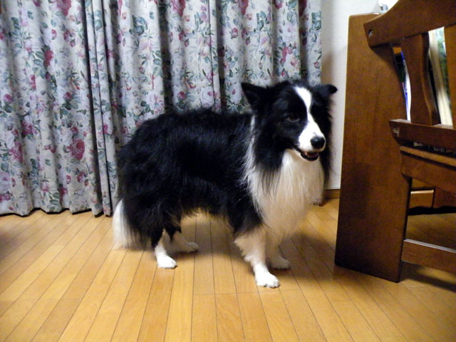 d0059230_8405252.jpg