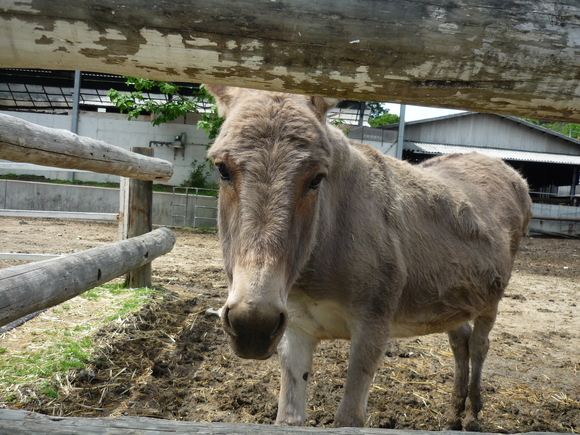 やっと食べれたピザ_c0216434_85643.jpg