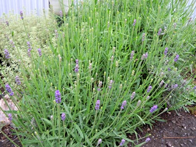 e0097534_16481036.jpg