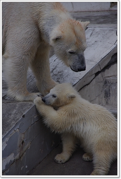 円山動物園　ホッキョクグマ_f0218836_22344062.jpg