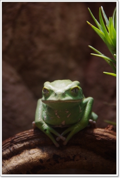 円山動物園　は虫類・両生類館_f0218836_2357477.jpg