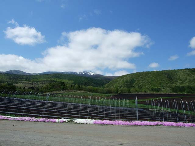 夏の雪_a0179837_23255983.jpg