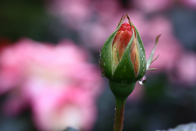 雨上がりの薔薇_c0229539_8434564.jpg