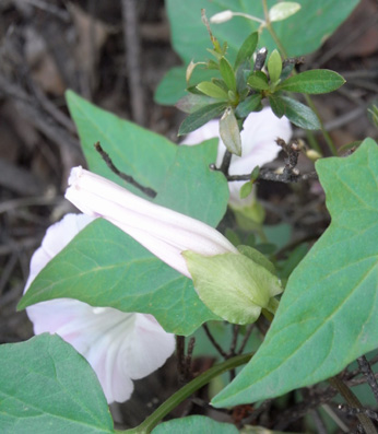 道端のヒルガオ False bindweed_f0206939_22105096.jpg