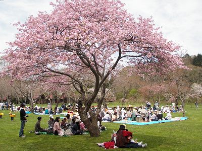 桜の写真_d0164343_20145816.jpg