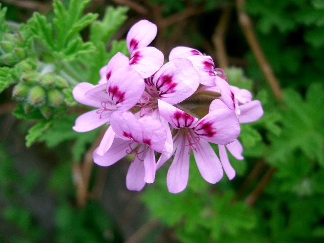 ローズゼラニウム ポピュラーな花