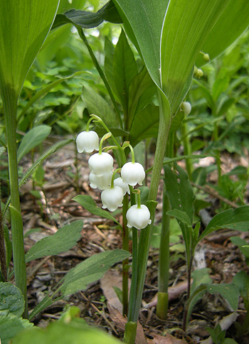 5月25日　赤城自然園 パタパタその2_a0001354_21274634.jpg