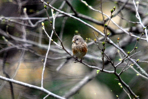 b0165760_2155048.jpg