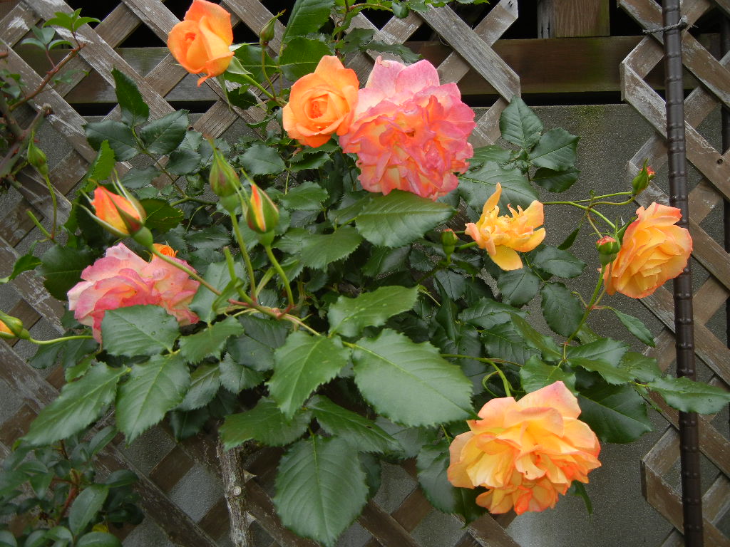 2011年5月25日(水)ディナーは薔薇で!_f0060461_21203394.jpg
