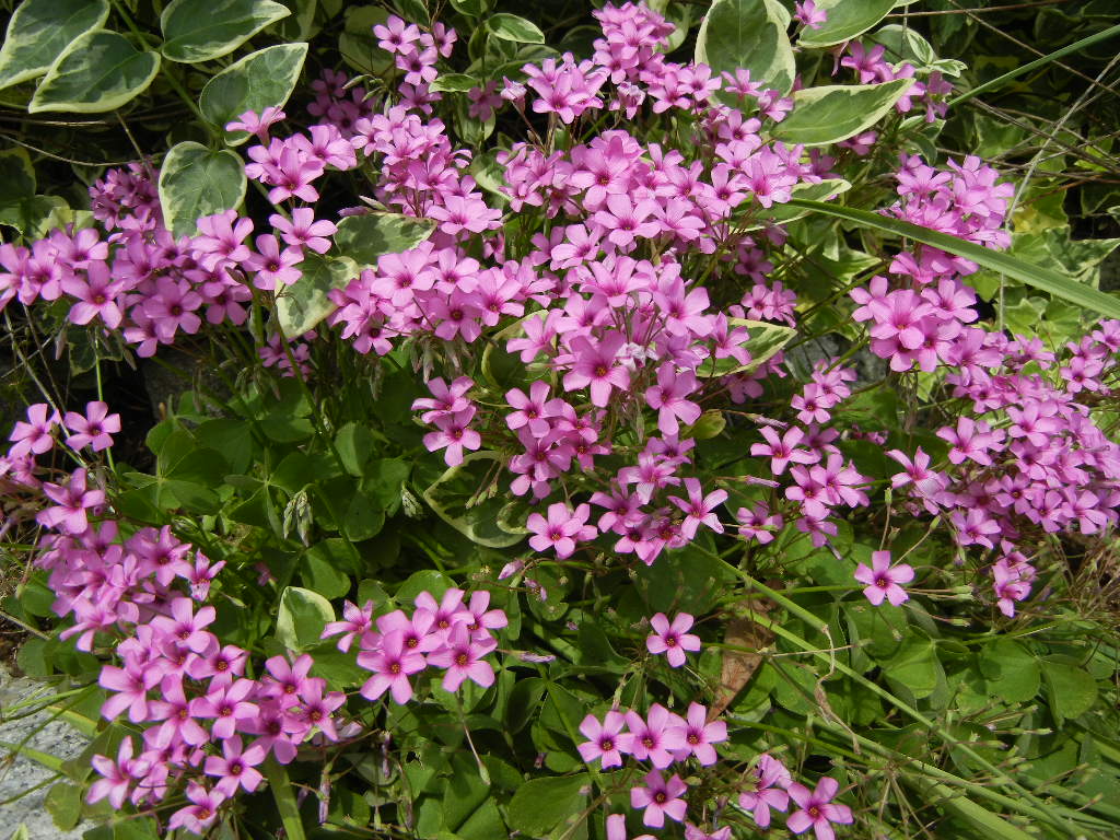 2011年5月25日(水)ディナーは薔薇で!_f0060461_21212678.jpg