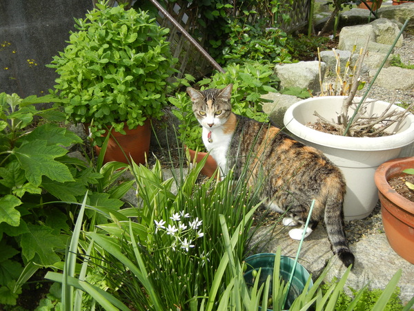 2011年5月25日(水)ディナーは薔薇で!_f0060461_214187.jpg