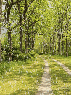a0063364_029275.gif