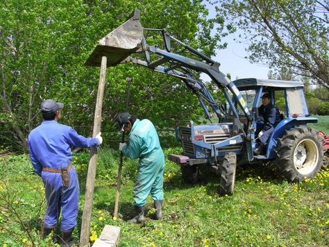 ラズベリー圃場の支柱立て作業_e0195965_20281522.jpg