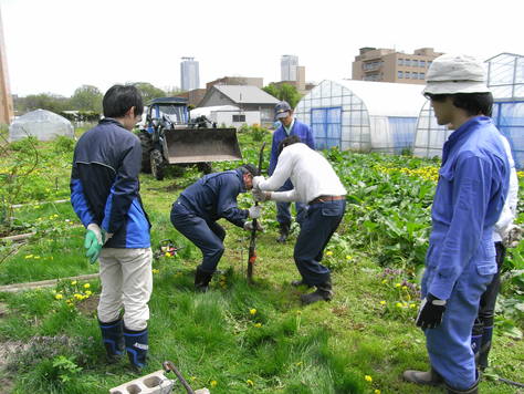 ラズベリー圃場の支柱立て作業 Hoshino Group Communications ラズベリー圃場の支柱立て作業 Hoshino Group Communications