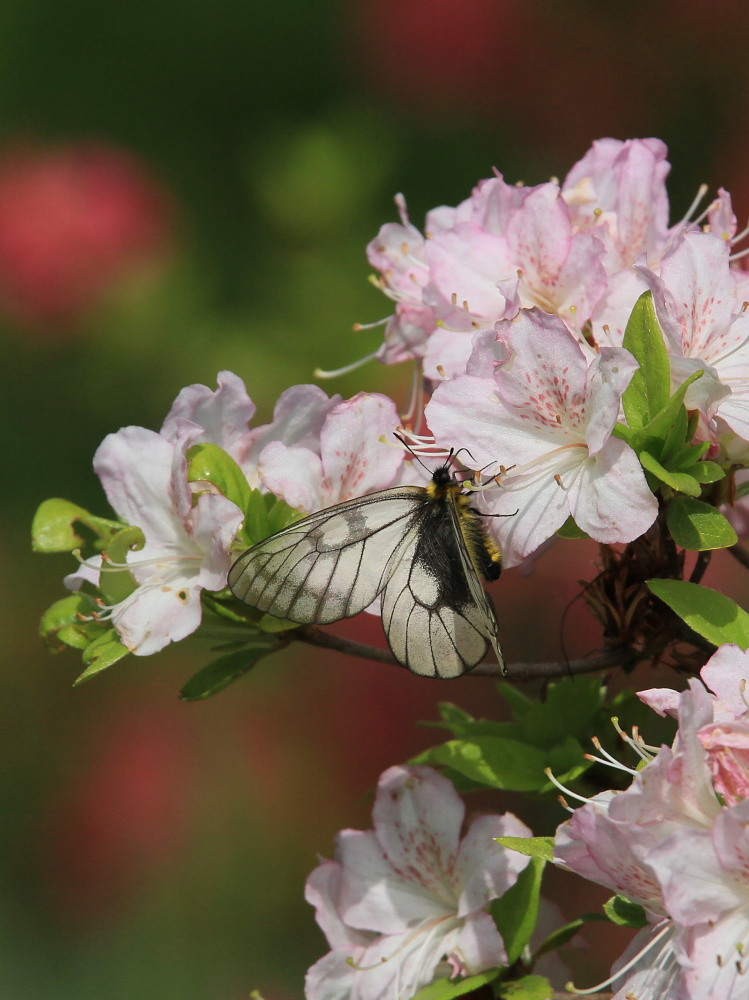 ウスバシロチョウ　　高原ではただ今発生中です。　　2011.5.21埼玉県_a0146869_5244515.jpg