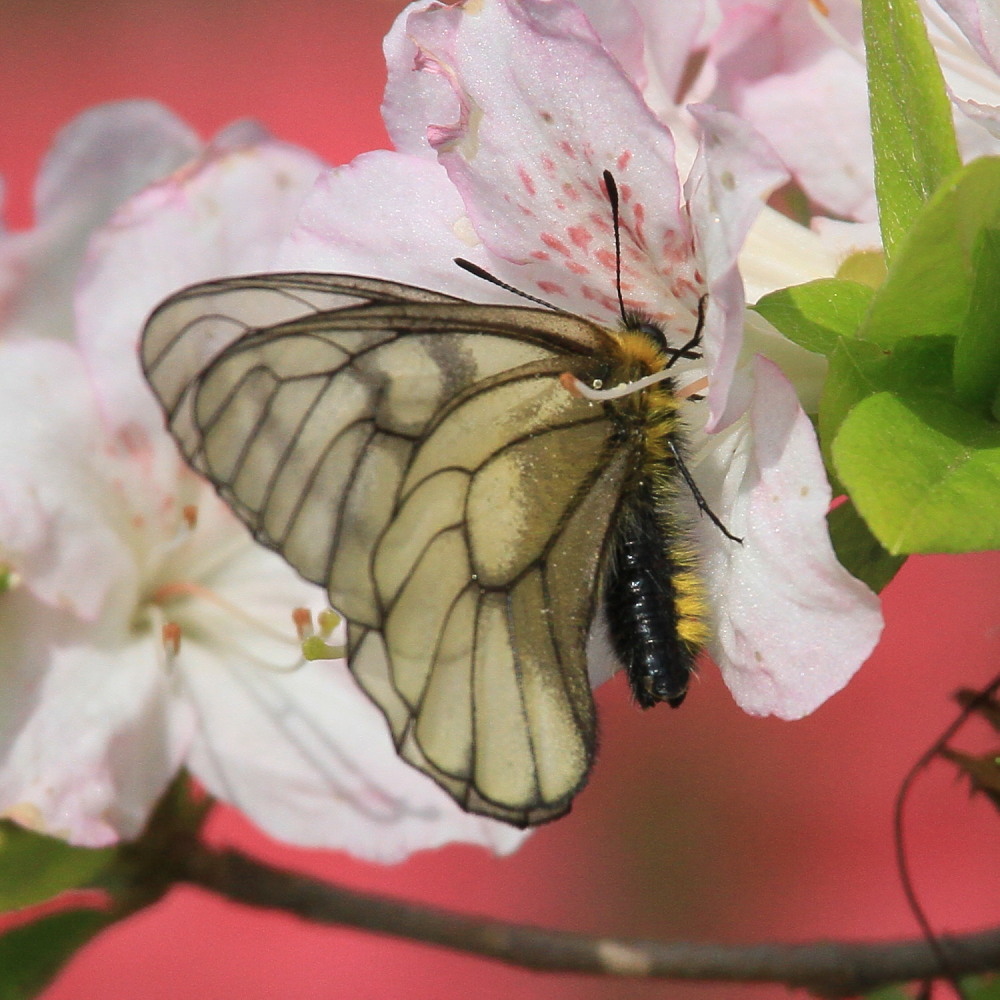 ウスバシロチョウ　　高原ではただ今発生中です。　　2011.5.21埼玉県_a0146869_525088.jpg