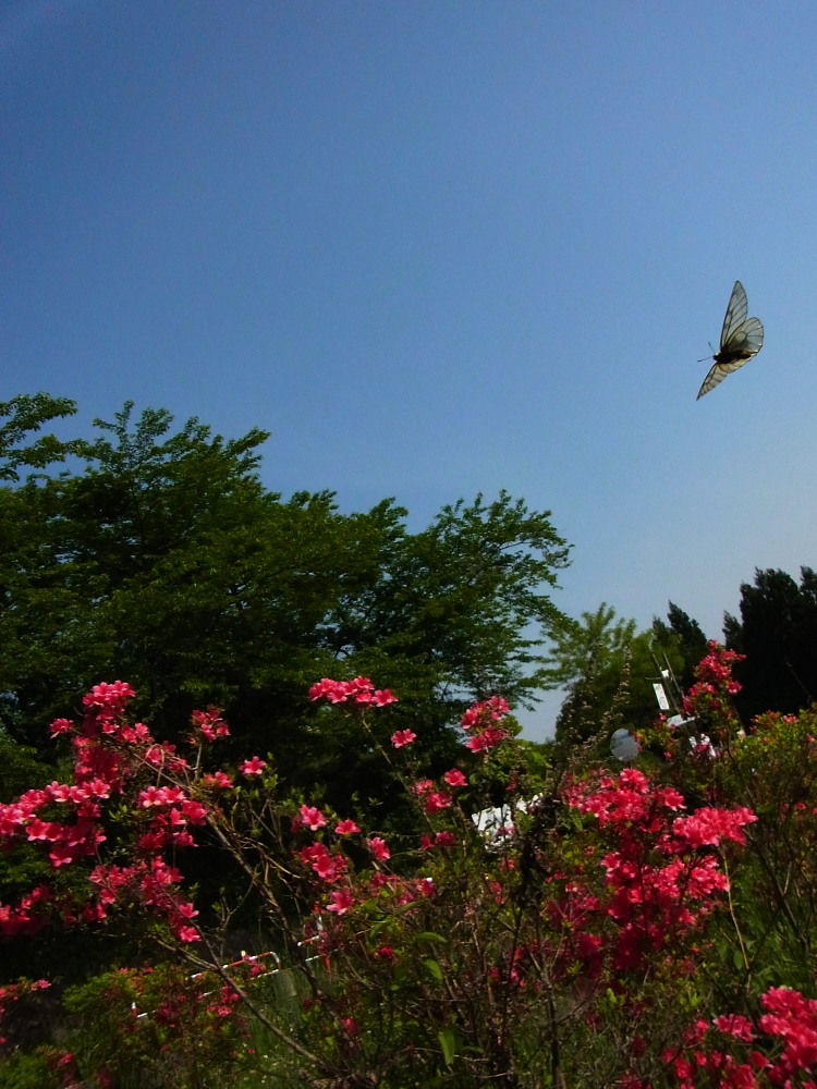 ウスバシロチョウ　　高原ではただ今発生中です。　　2011.5.21埼玉県_a0146869_5252348.jpg