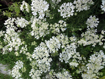 d0164070_1823752.jpg