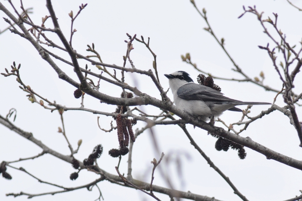 サンショウクイ アカハラ_f0053272_22585944.jpg
