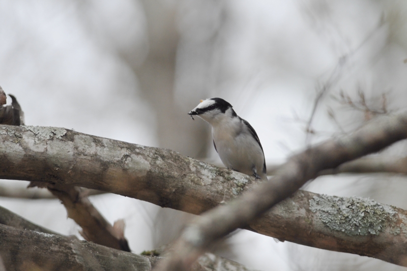 サンショウクイ アカハラ_f0053272_230574.jpg