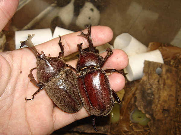 今年のカブトムシは大きい！_f0121673_21384210.jpg