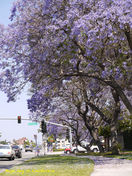 Caの初夏の花 ジャカランダ カリフォルニア ライラック カリフォルニアの広い空 と日本の空は繋がっている