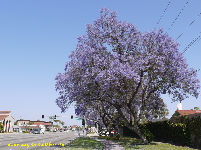 Caの初夏の花 ジャカランダ カリフォルニア ライラック カリフォルニアの広い空 と日本の空は繋がっている