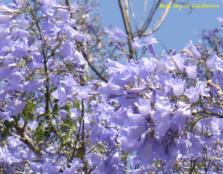 Caの初夏の花 ジャカランダ カリフォルニア ライラック カリフォルニアの広い空 と日本の空は繋がっている