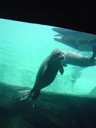 ２０１１年４月３０日（土）後編・旭山動物園_e0143793_0253575.jpg