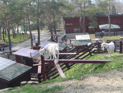 ２０１１年４月３０日（土）後編・旭山動物園_e0143793_027950.jpg