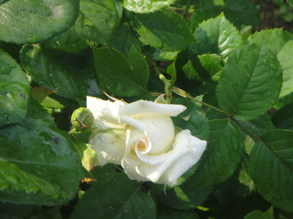 e0203793_1814544.jpg