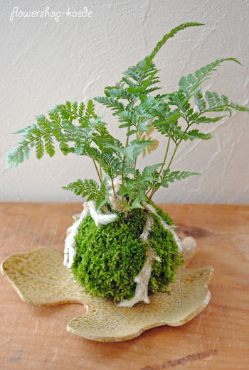 トキワシノブの苔玉 本日 吉日