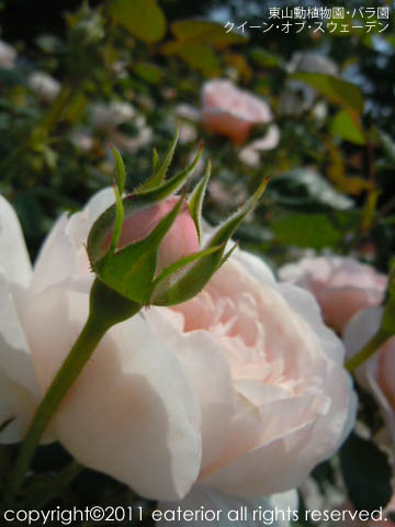 『クイーン･オブ･スウェーデン開花♪』 東山動植物園vol.46_b0142197_9363742.jpg