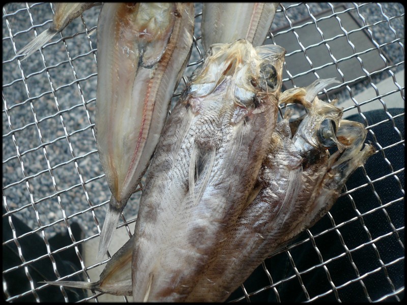 自家製 干物の作り方 メヒカリの干物 魚と野菜と私と和ノ香 自家製 干物の作り方 メヒカリの干物 魚と野菜と私と和ノ香