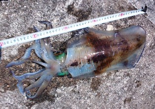 2011 春イカエギング3_f0163105_20544990.jpg