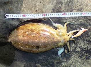 2011 春イカエギング3_f0163105_2055424.jpg