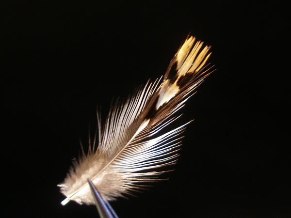a0176707_8472292.jpg