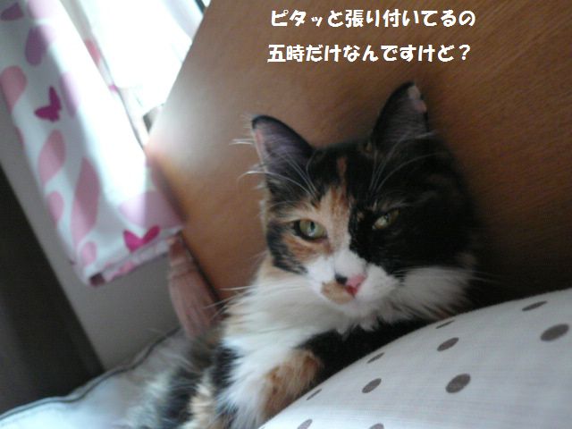 e0094407_1635929.jpg