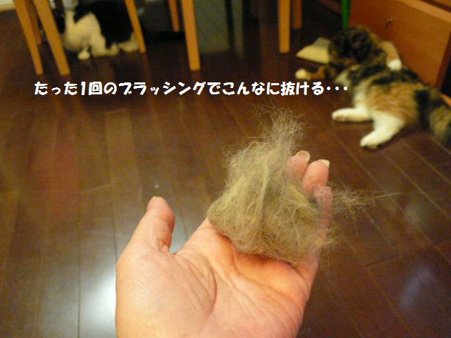 e0094407_16473463.jpg