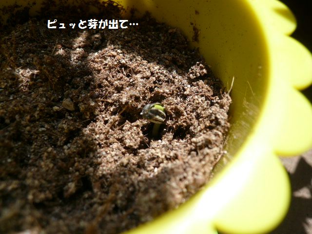 e0094407_16555528.jpg
