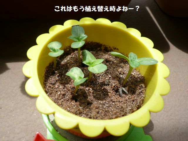 e0094407_16594853.jpg