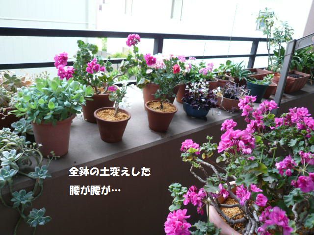 e0094407_17261029.jpg