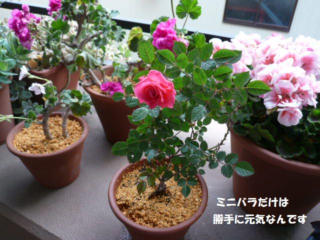 e0094407_17294727.jpg