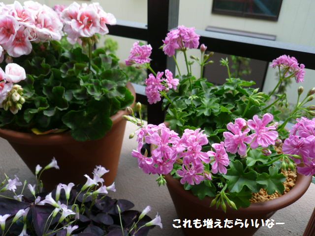 e0094407_17304129.jpg