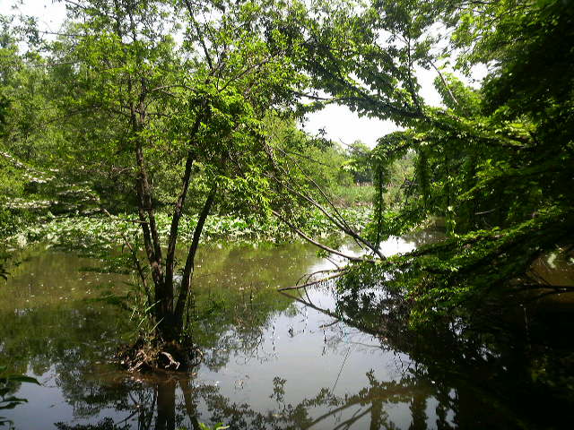 三宝寺池 沼沢植物群落_a0006008_15544850.jpg