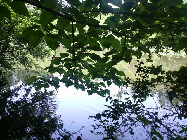 三宝寺池 沼沢植物群落_a0006008_15544877.jpg