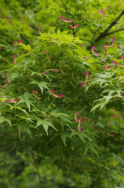 c0156908_7492840.jpg