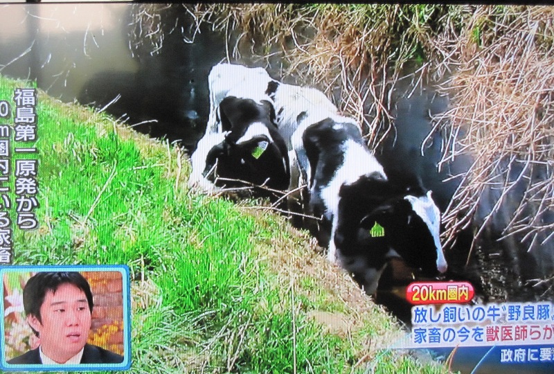 この豊かな日本で餓死する動物達 Freddy Love