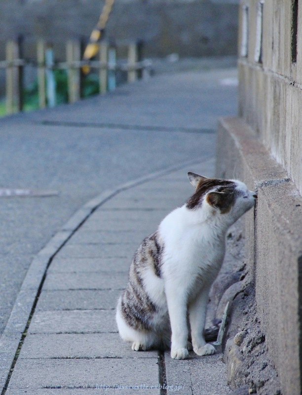 う～ん・・いい香りだニャン＾＾_f0201711_22501657.jpg